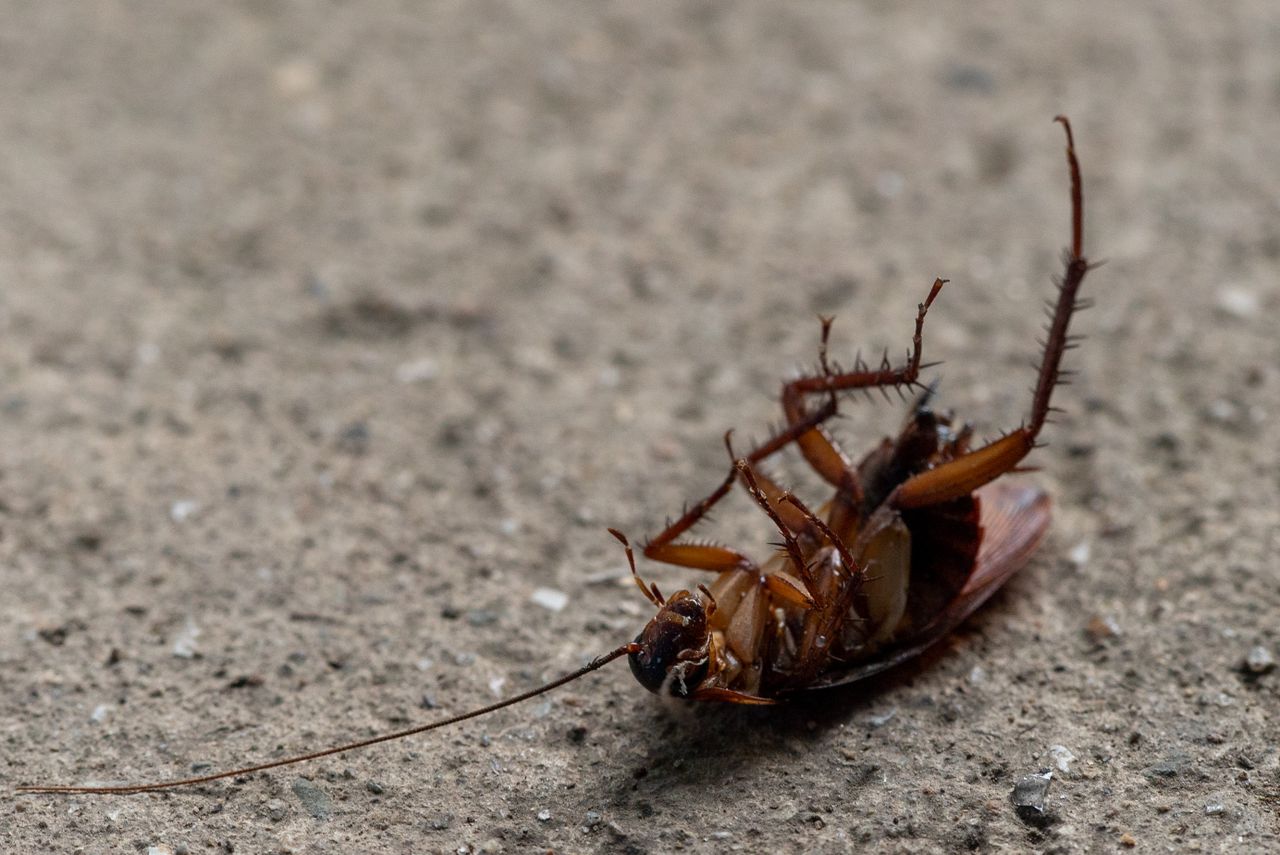 Mastering the First Impression: Your intriguing post title goes here Macro shot of a dead cockroach lying on its back on concrete surface.