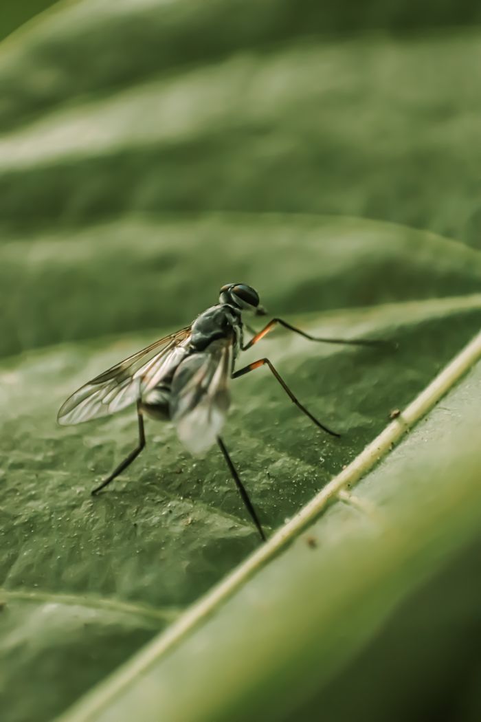 creative-03 Detailed close-up of a mosquito perched on a green leaf, showcasing its delicate wings and slender legs.