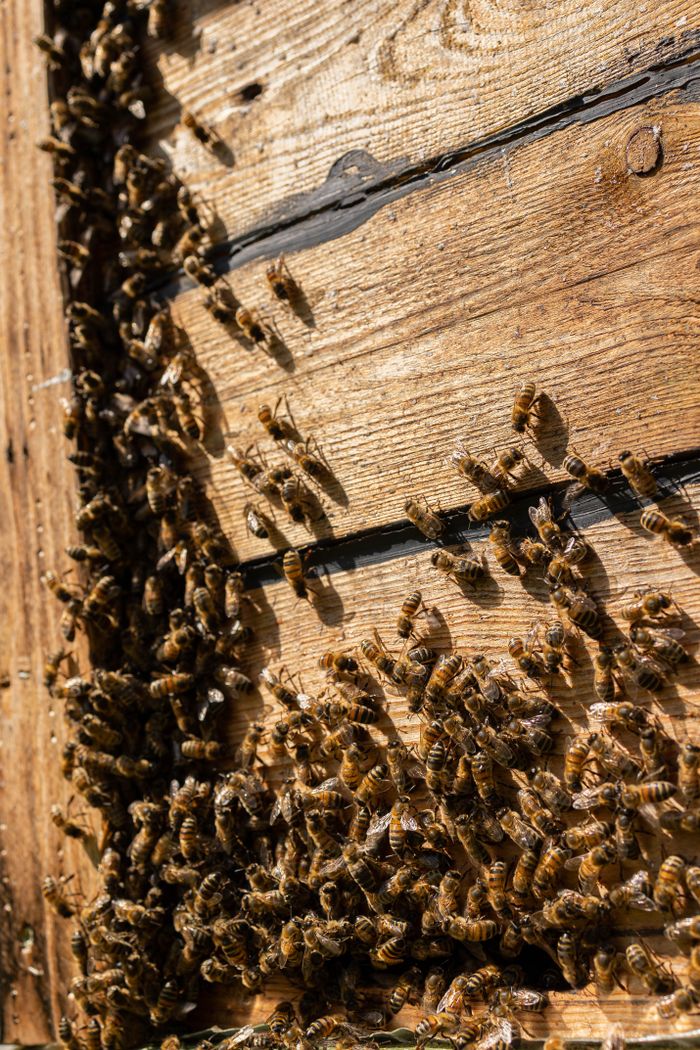 creative-01 Close-up of a swarm of bees on a wooden beehive in natural sunlight.