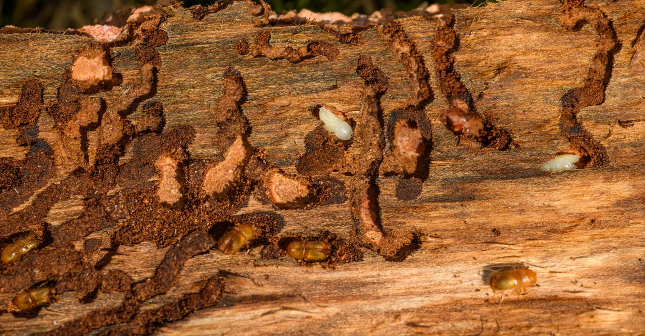 brand-02 Detailed close-up of tree bark showing woodworm infestation and damage.