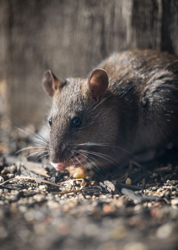creative-02 Detailed close-up of a brown rat eating seeds in a natural setting. Perfect for wildlife photography enthusiasts.