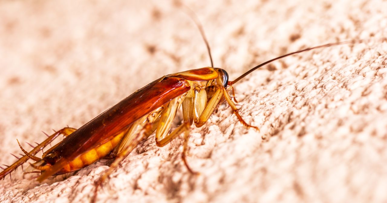 creative Detailed macro shot of a cockroach on a rough surface with vivid detail.