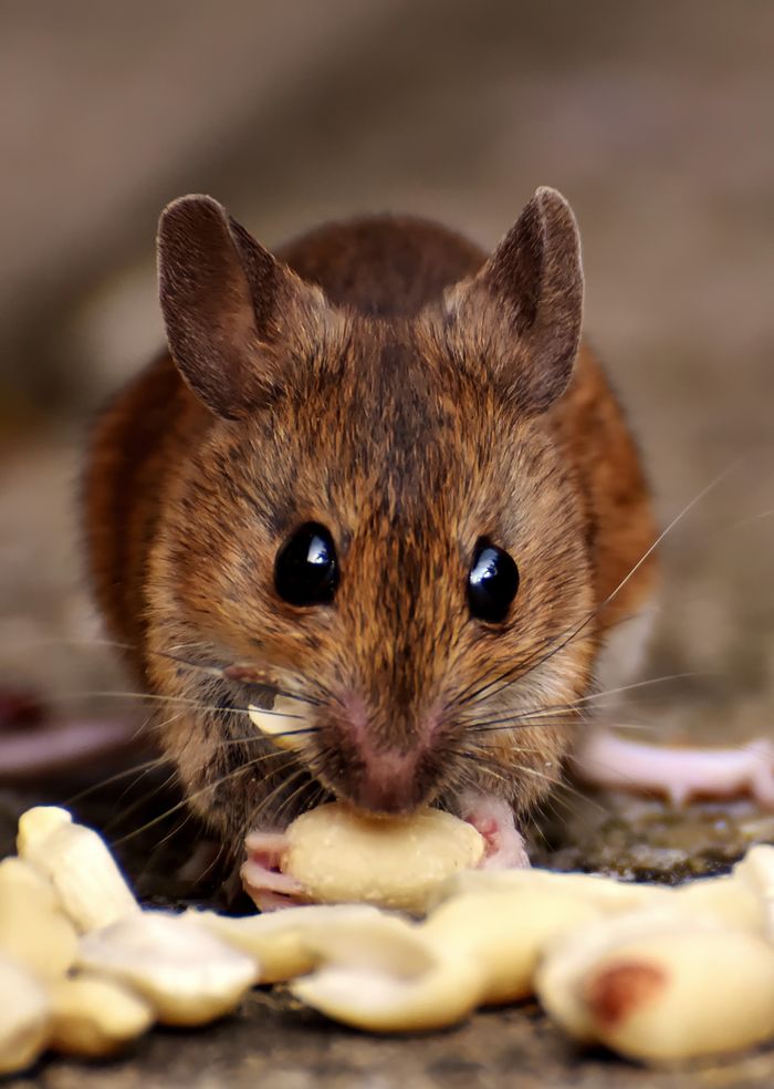creative-03 Adorable close-up of a brown mouse nibbling on peanuts with big button eyes and soft whiskers.