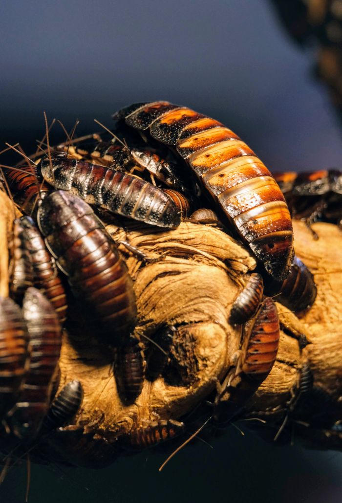 creative-02 Detail photograph of Madagascar Hissing Cockroaches clustering on a wooden branch in natural habitat.
