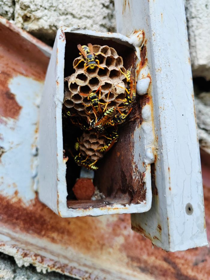 mobile-01 Detailed view of a wasps nest inside a rusty metal box, showcasing complex honeycomb structure.