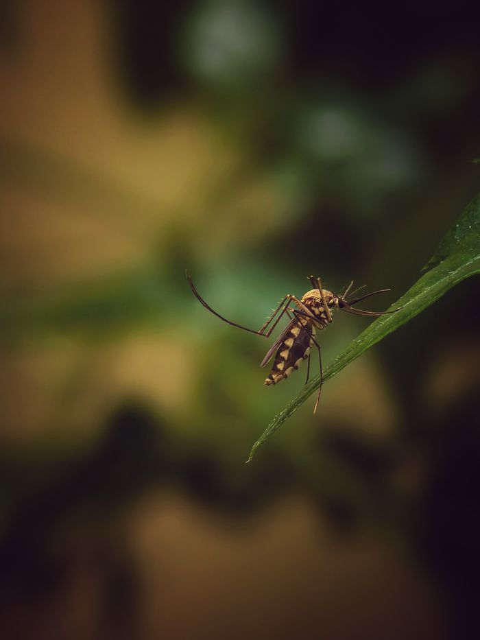 Services-03 Macro shot of a mosquito perched on a leaf, highlighting its intricate details.
