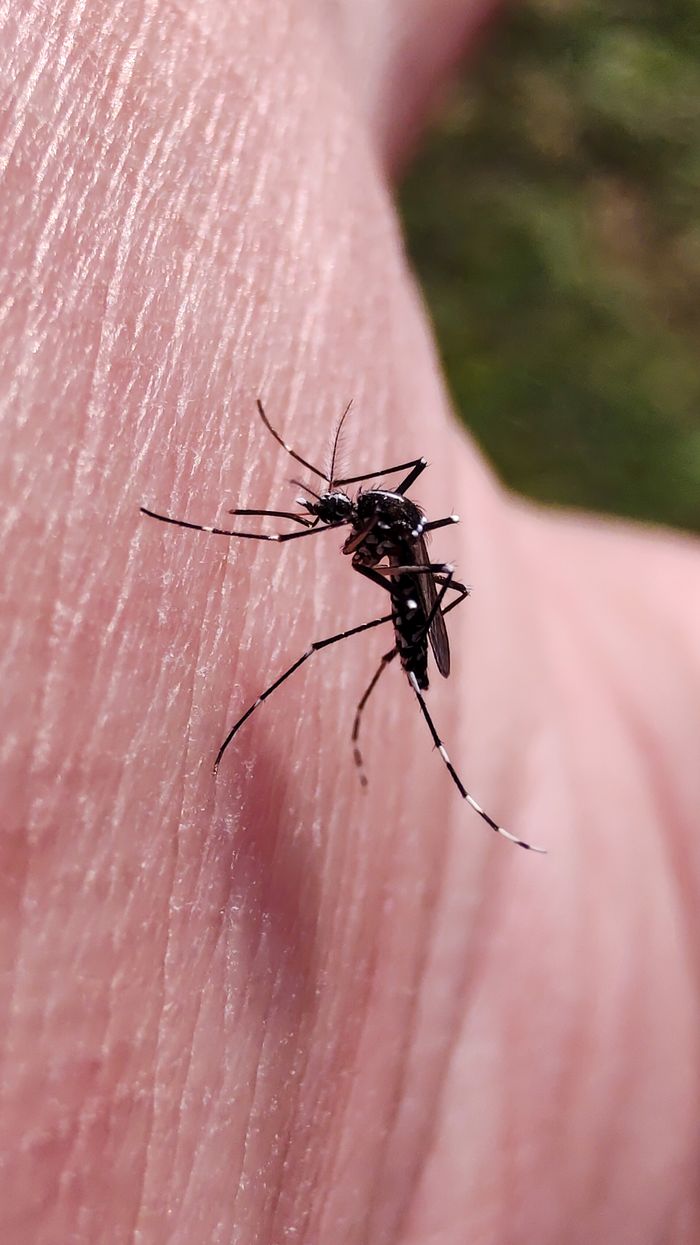 creative-03 Macro shot of a mosquito perched on human skin, showcasing its detailed features.