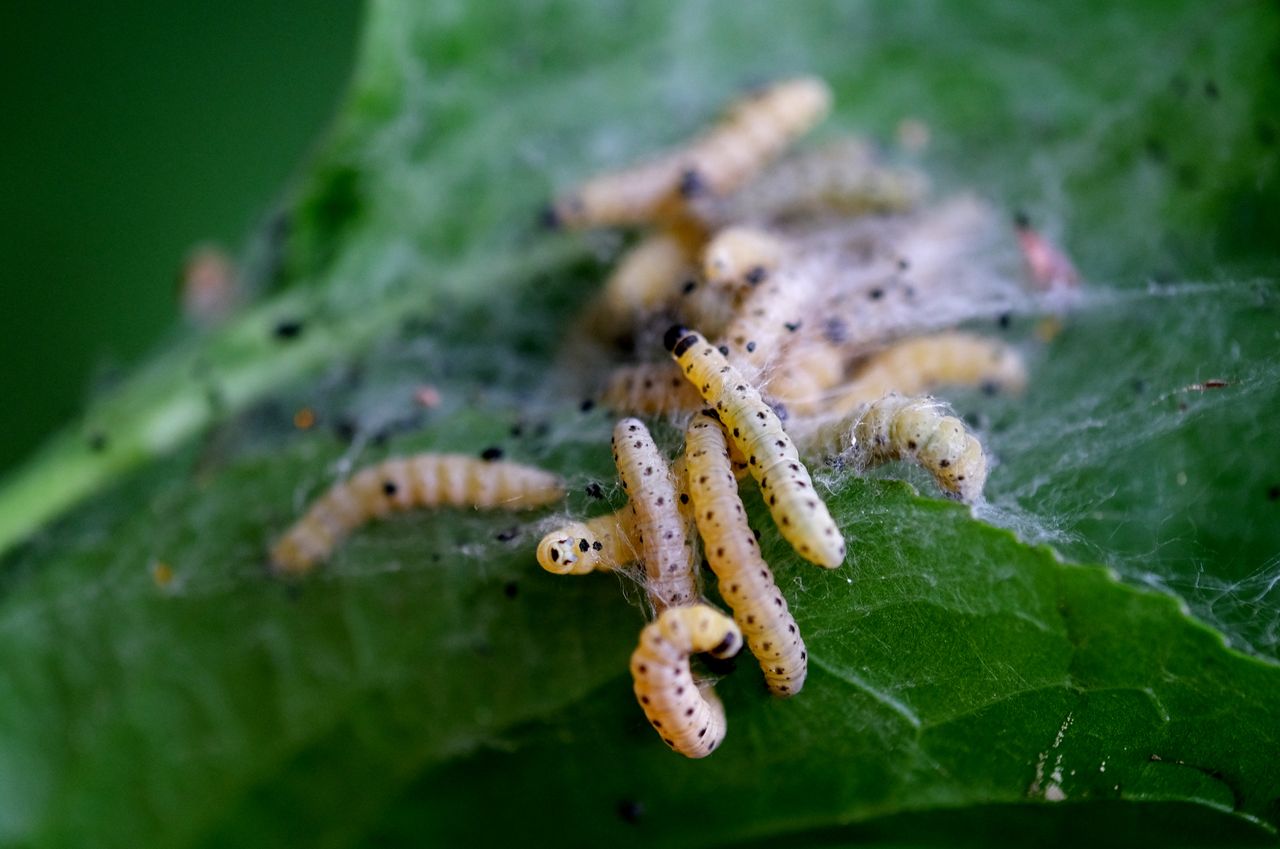 why-choose-us Macro image of small larvae gathered on a green leaf, showcasing nature's intricate details.