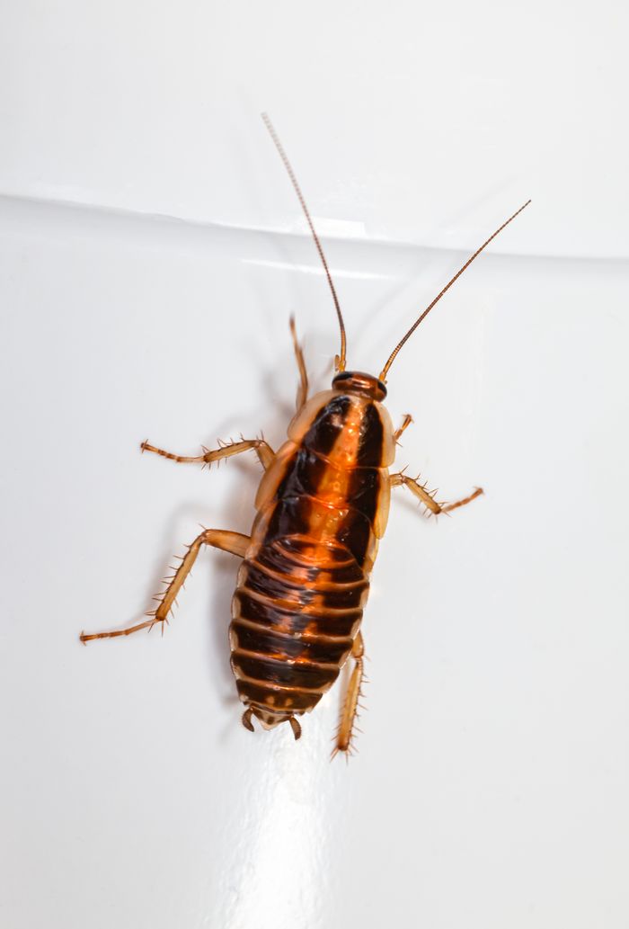 digital Close-up image of a cockroach on a white surface, highlighting insect details.