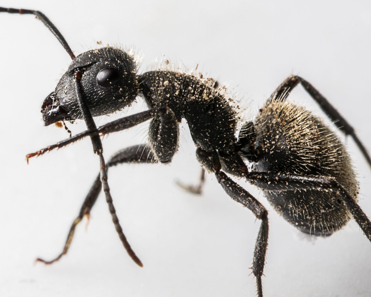 brand-01 Close-up macro shot of a black ant showcasing intricate details and texture.