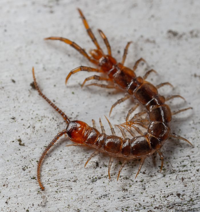 mobile-02 Detailed close-up of a centipede crawling on concrete, showcasing its body structure.