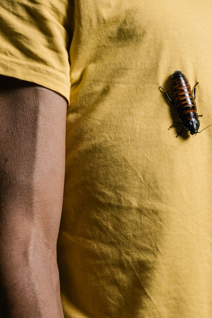 digital-01 Madagascar hissing cockroach on a yellow shirt against a human arm.
